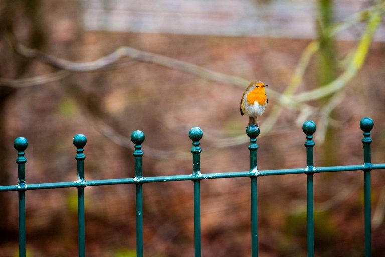 a small bird perched on top of a green fence