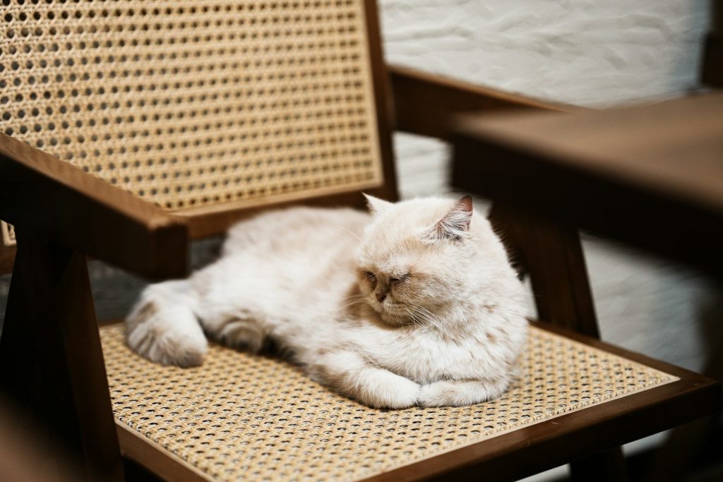 A fluffy cat rests on a woven chair