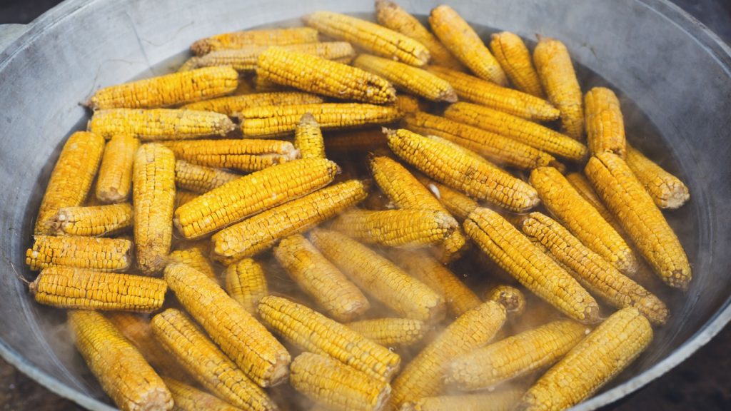 Country fair food cooking. Corns boiled outdoors in big metal cauldron pot. Cookout vegetable meals. Fresh organic, healthy snack, corncobs cooked on grill flame. Street food, fast food.