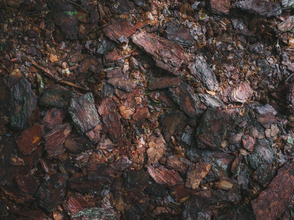 Close-up of textured, decaying wood bark.