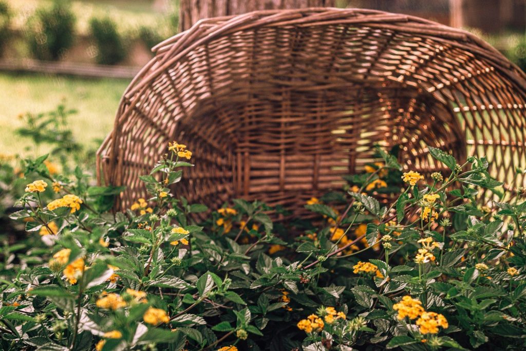 a close-up of a flower bed