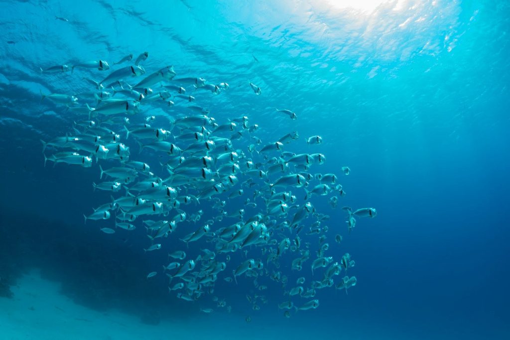 A school of fish swims through the ocean.