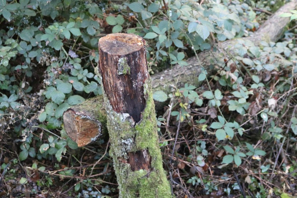 Moss-covered tree stump with fallen branches
