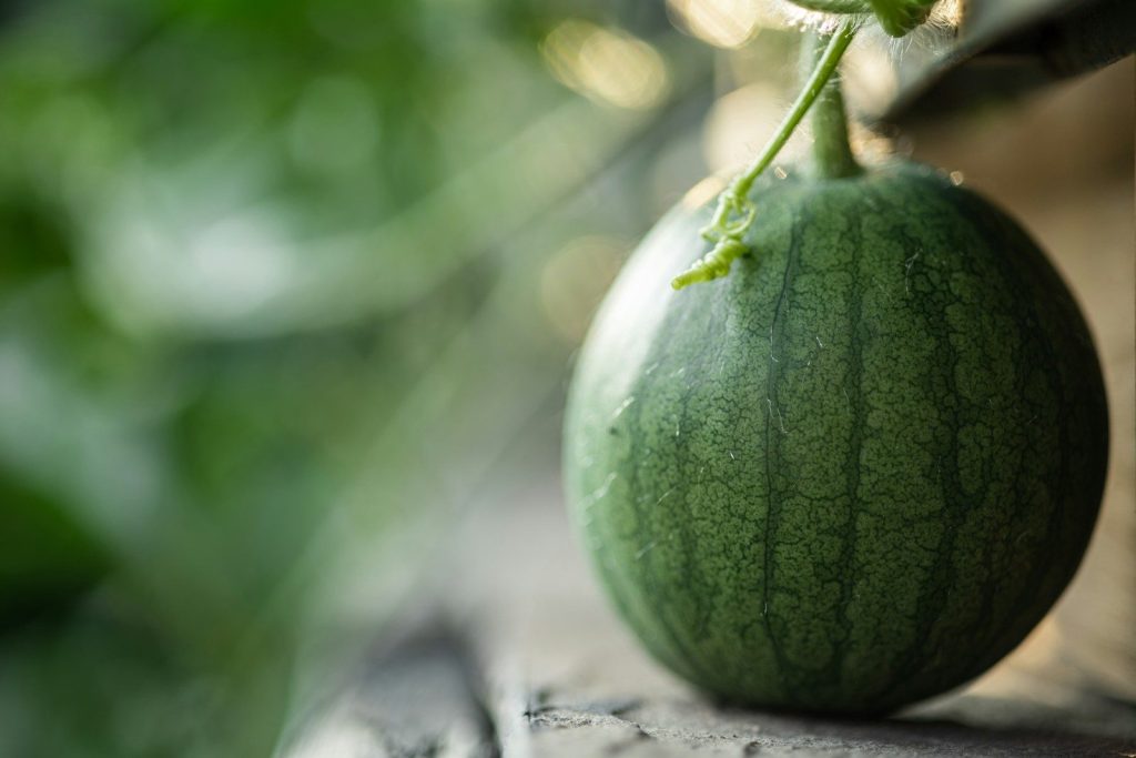 green watermelon on white wooden table