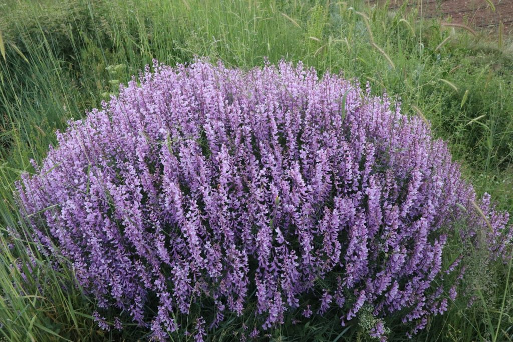 A bush of blooming lavender flowers in a field.