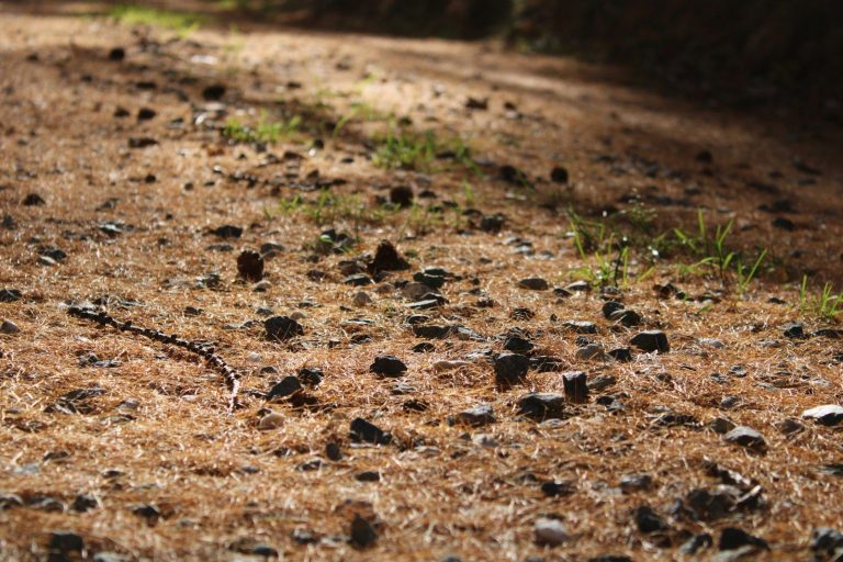 a dirt road with rocks and grass on it