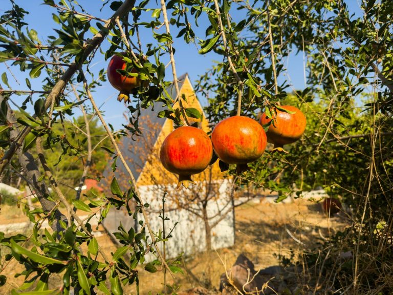 Ripe pomegranates hanging from a tree branch.