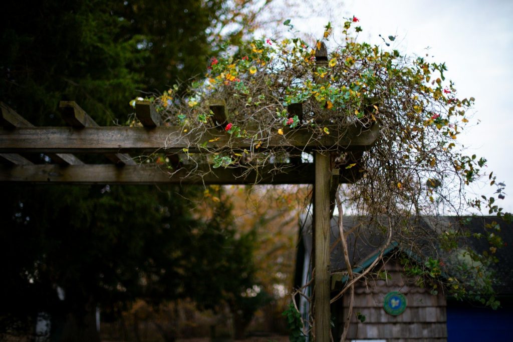 Wooden pergola with overgrown vines and autumn leaves