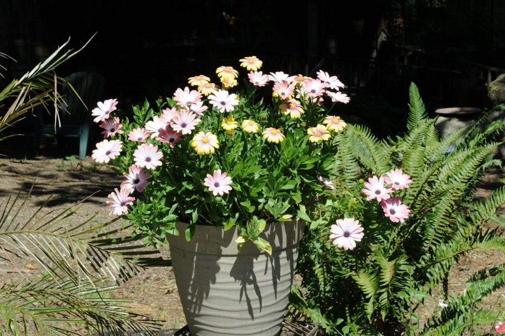 A potted plant with pink and yellow daisies.