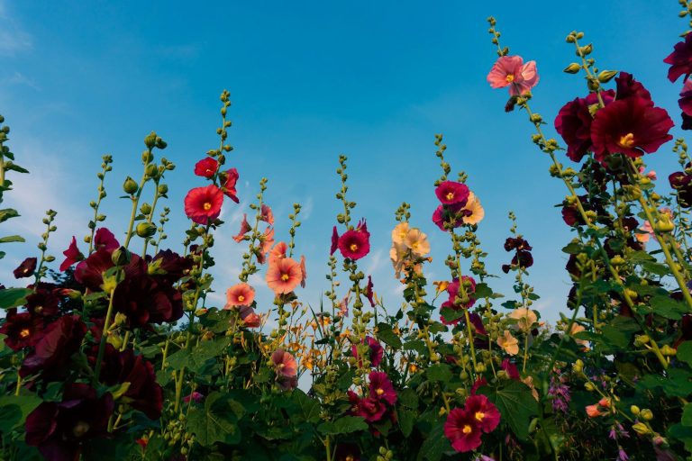 A field of flowers with a blue sky in the background