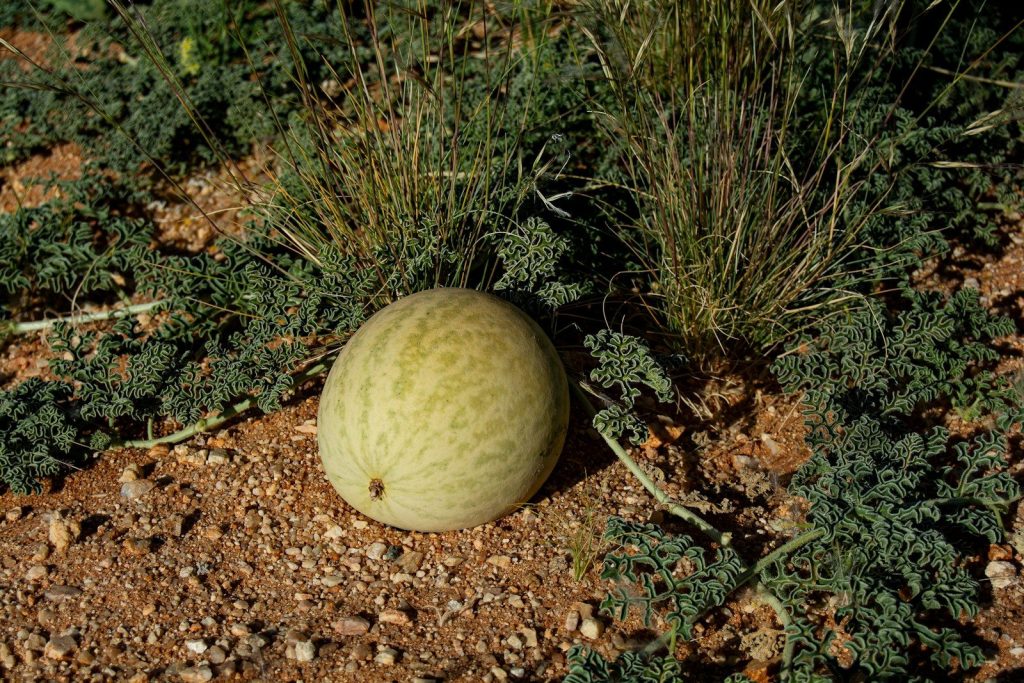 A small melon rests on dry ground with vegetation.