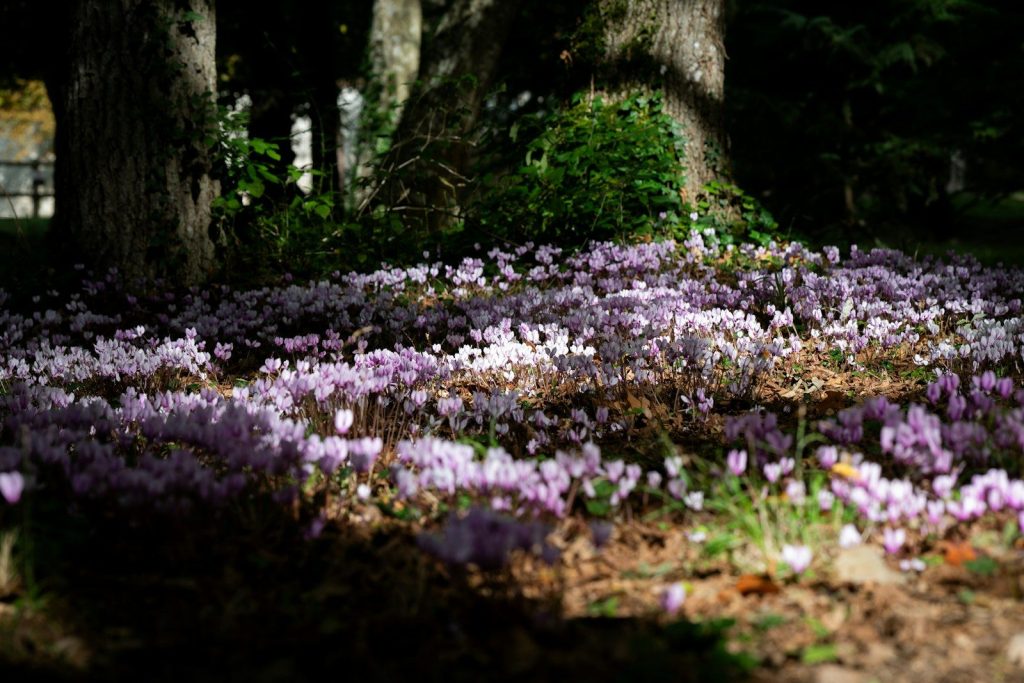 Purple flowers carpeting the ground under trees