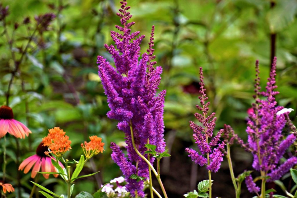 Purple astilbe flowers bloom in a garden setting.