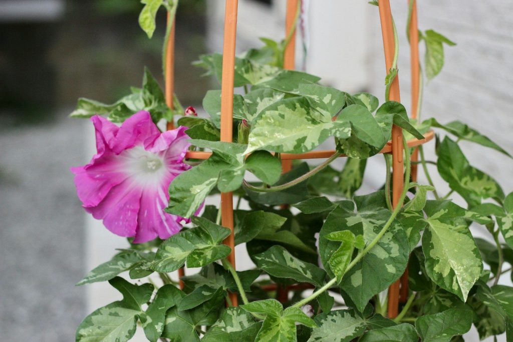 a pink flower is growing in a pot