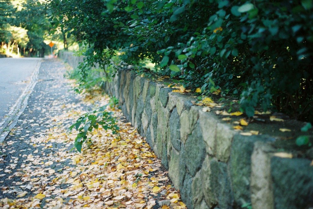 brown dried leaves on concrete road