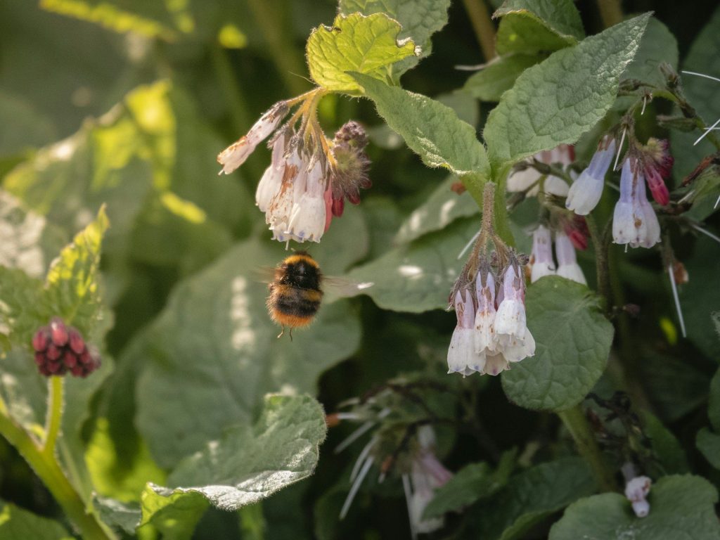 a bee that is sitting on a flower