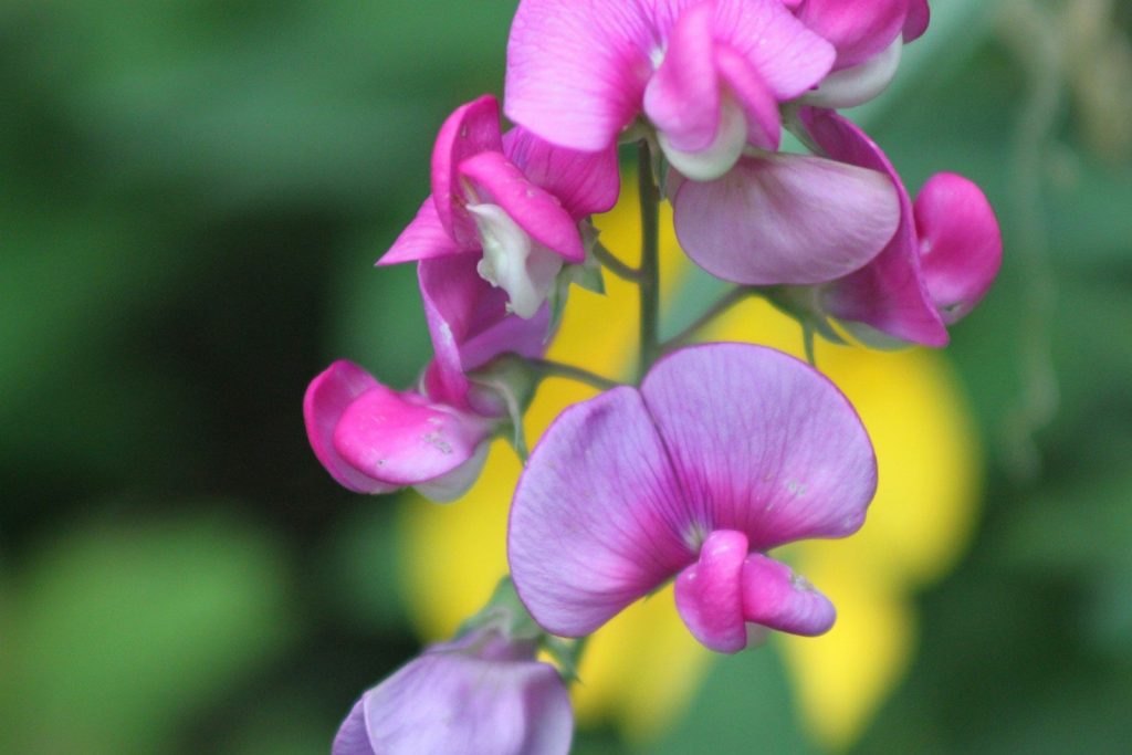 A close up of a pink flower with yellow flowers in the background