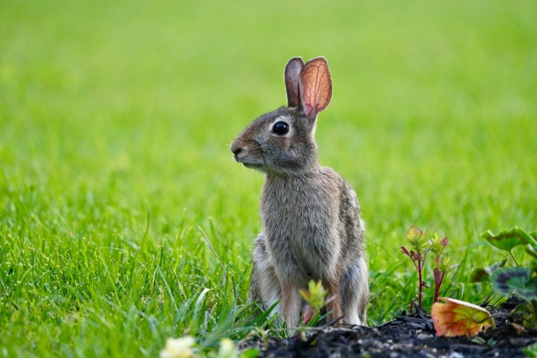 A small rabbit sitting on top of a lush green field