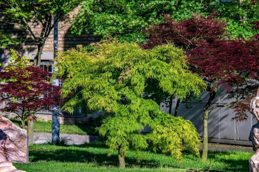a small tree in a grassy area next to a building