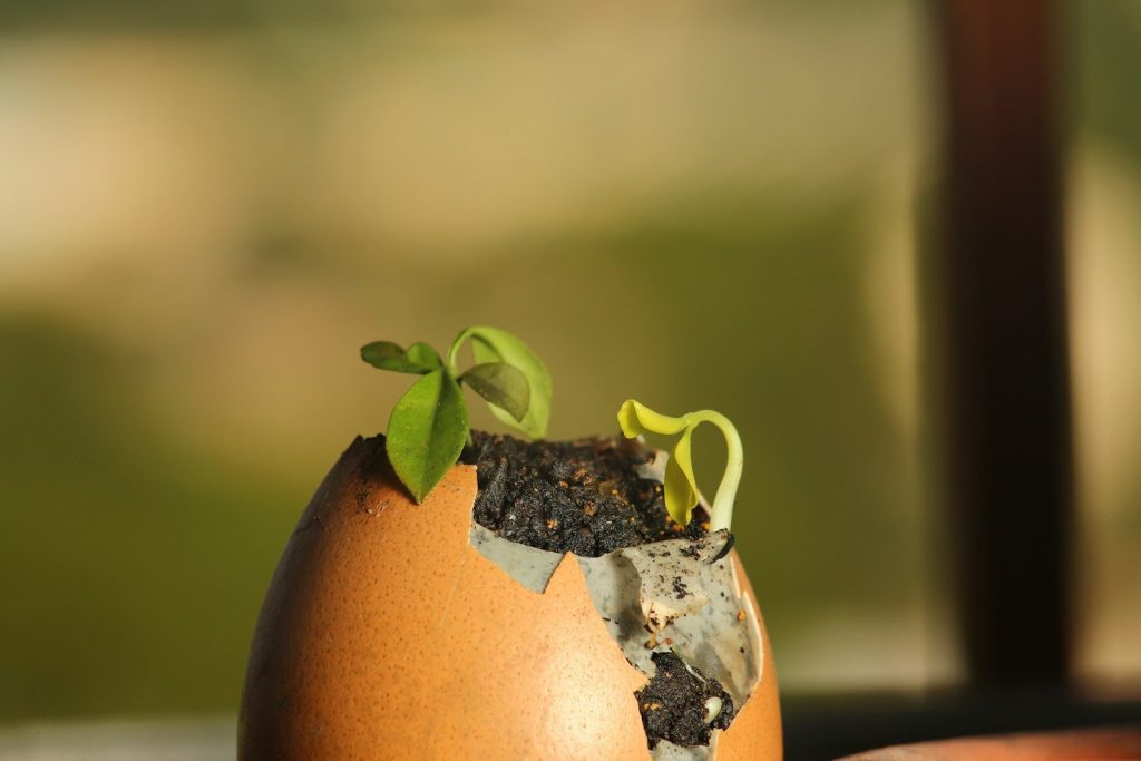 An egg shell with a plant growing out of it