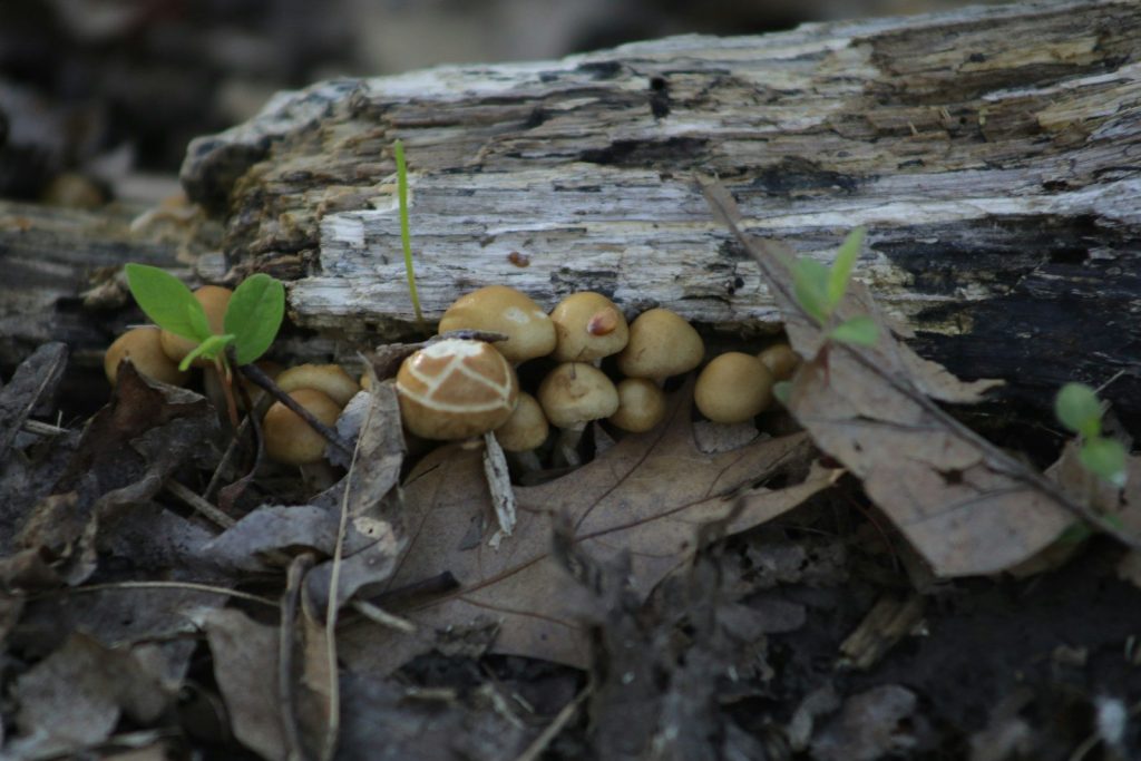 a group of mushrooms growing out of the ground