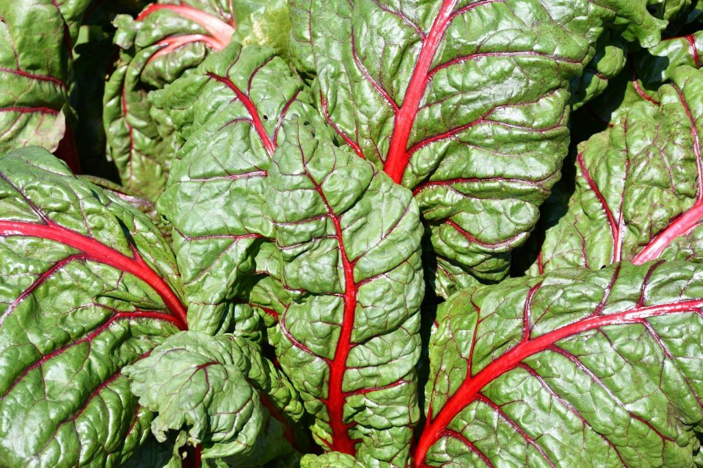 Close-up of vibrant red chard leaves with prominent veins.