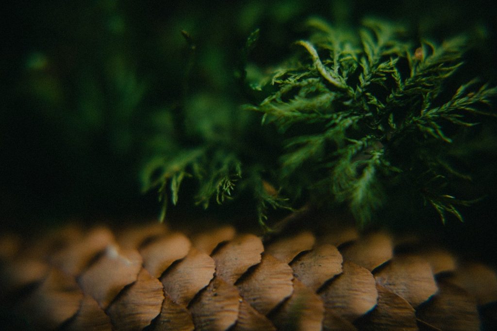 Green moss sits atop a woven basket.