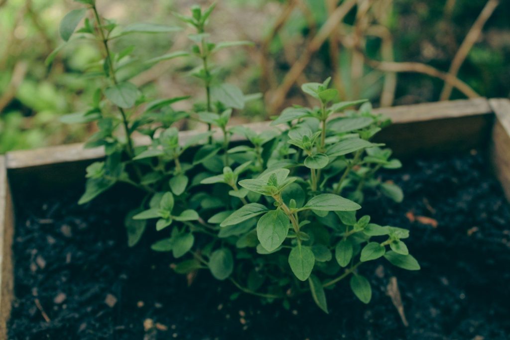 a close up of a plant in a box