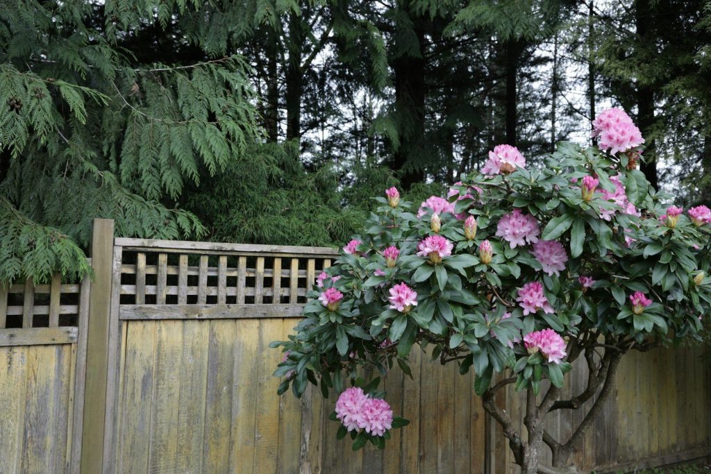Pink rhododendron bush with a wooden fence