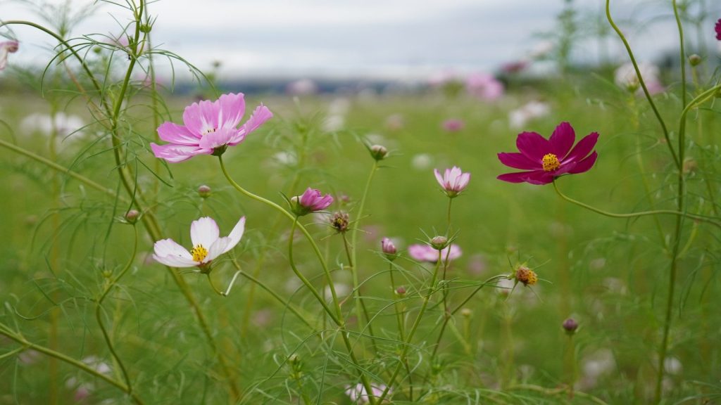 Cosmos flowers blooming in a field.