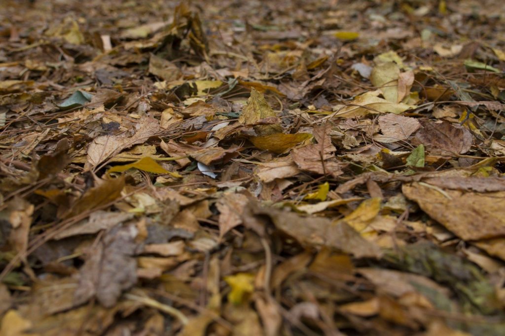 a bunch of leaves that are laying on the ground