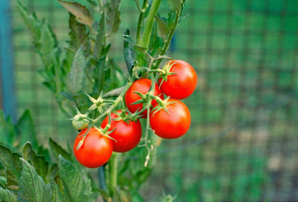 Ripe tomatoes growing on a vine