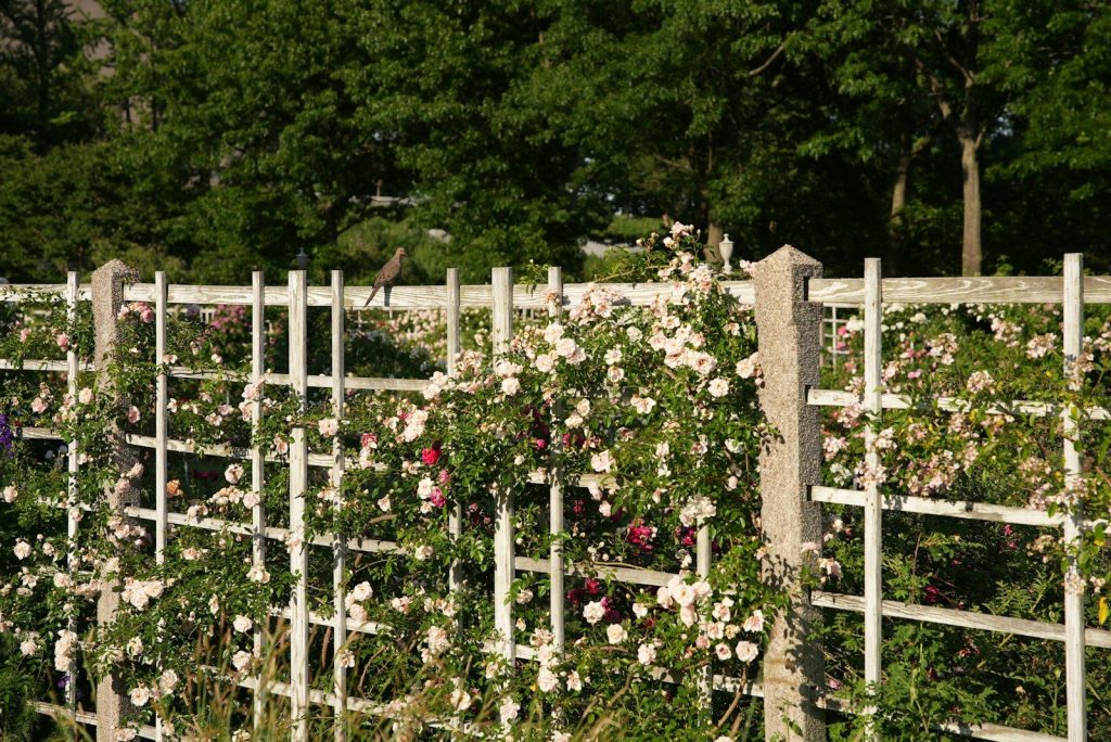White wooden trellis covered with beautiful climbing roses.
