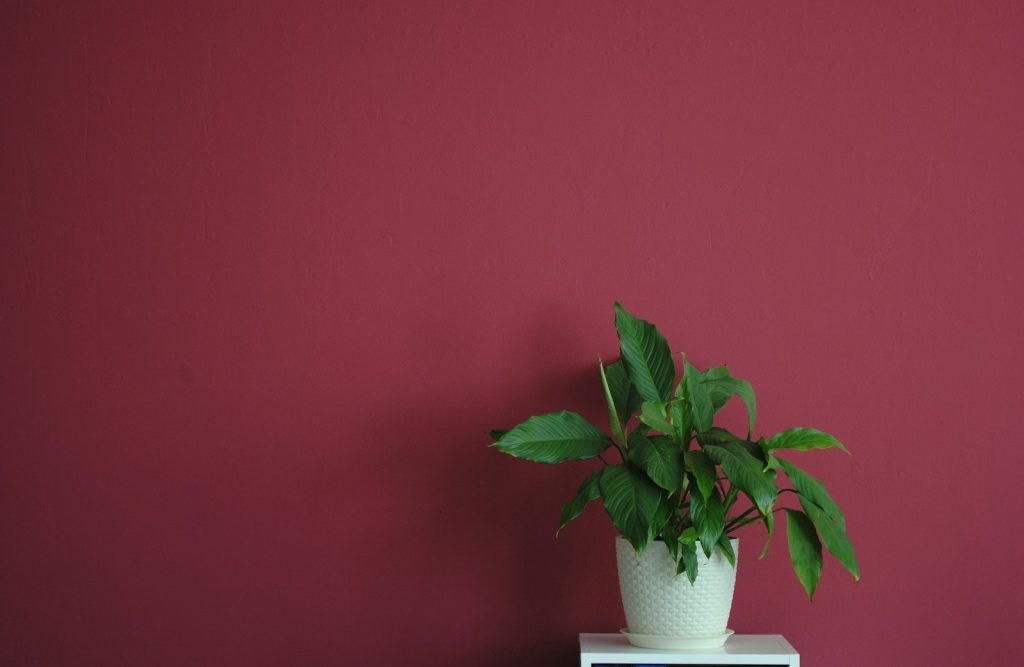 Plant in a white pot against a burgundy wall.