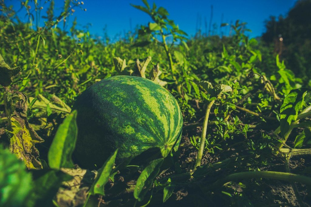 A watermelon in the middle of a field