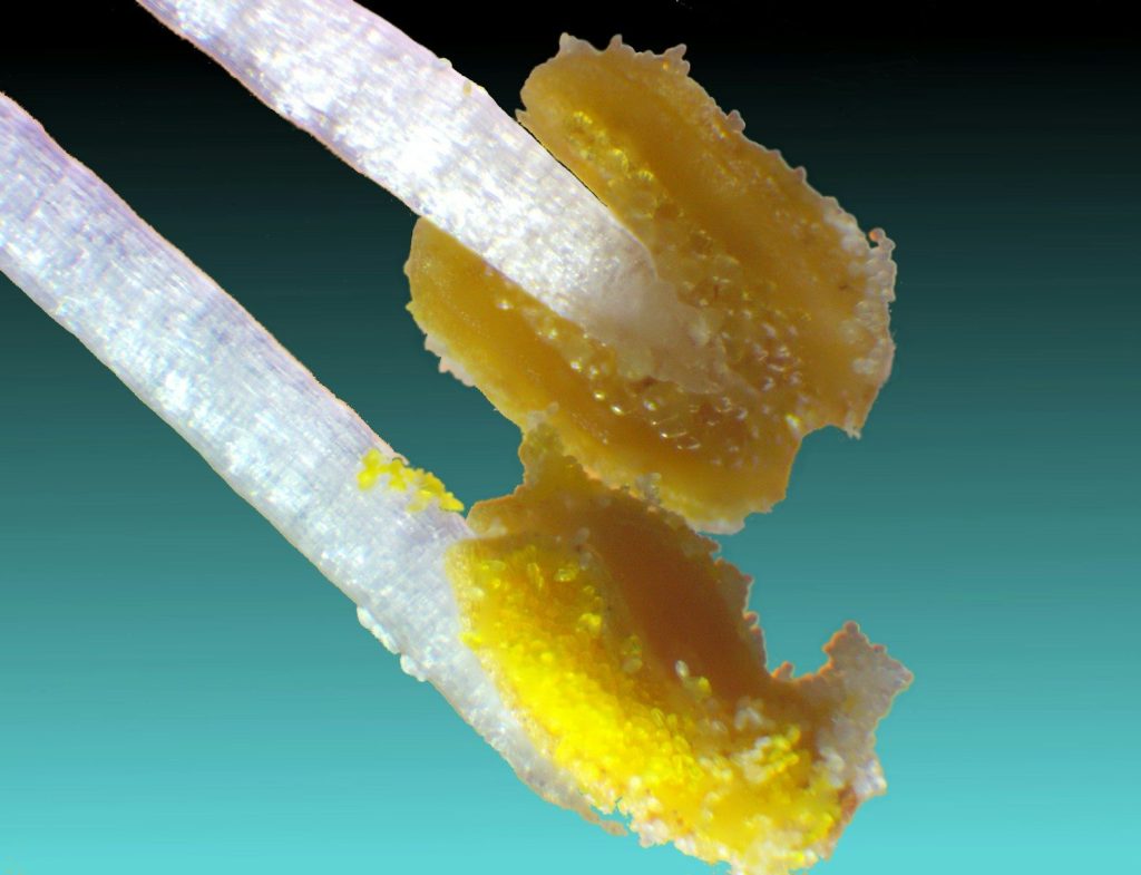 yellow and white ice cream