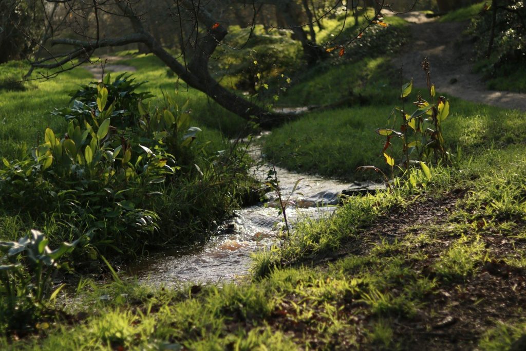 a small stream in a forest
