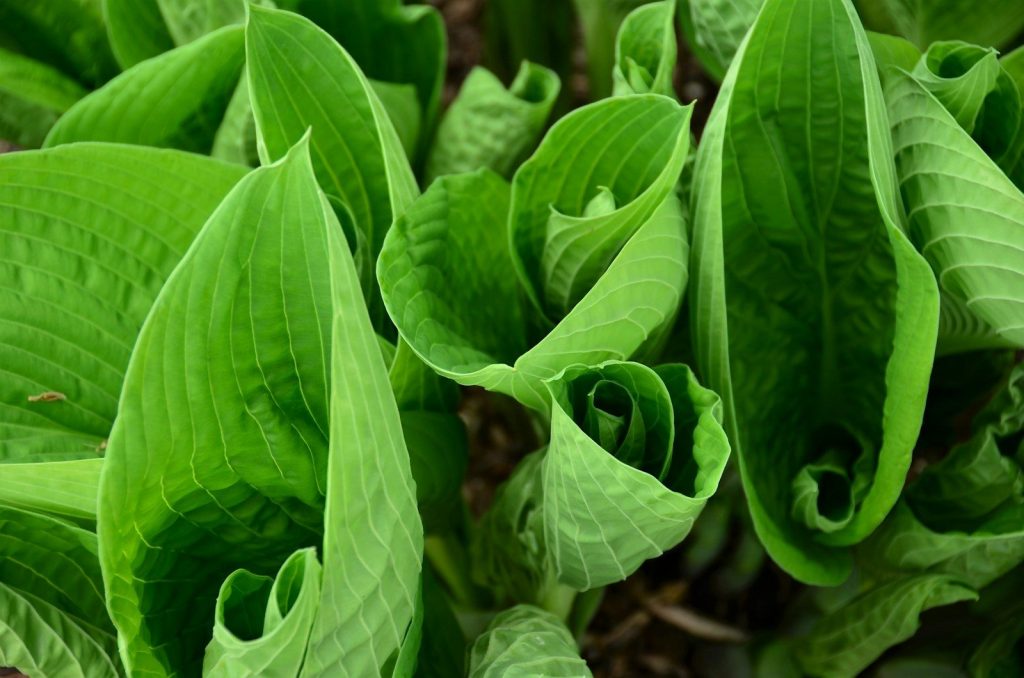 a close up of a plant