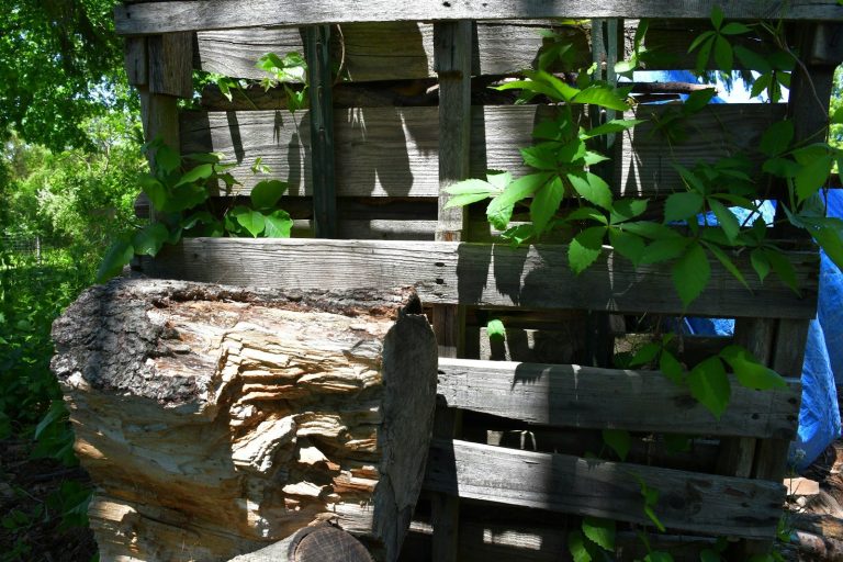 Rustic wooden pallet structure with green vines and weathered log.