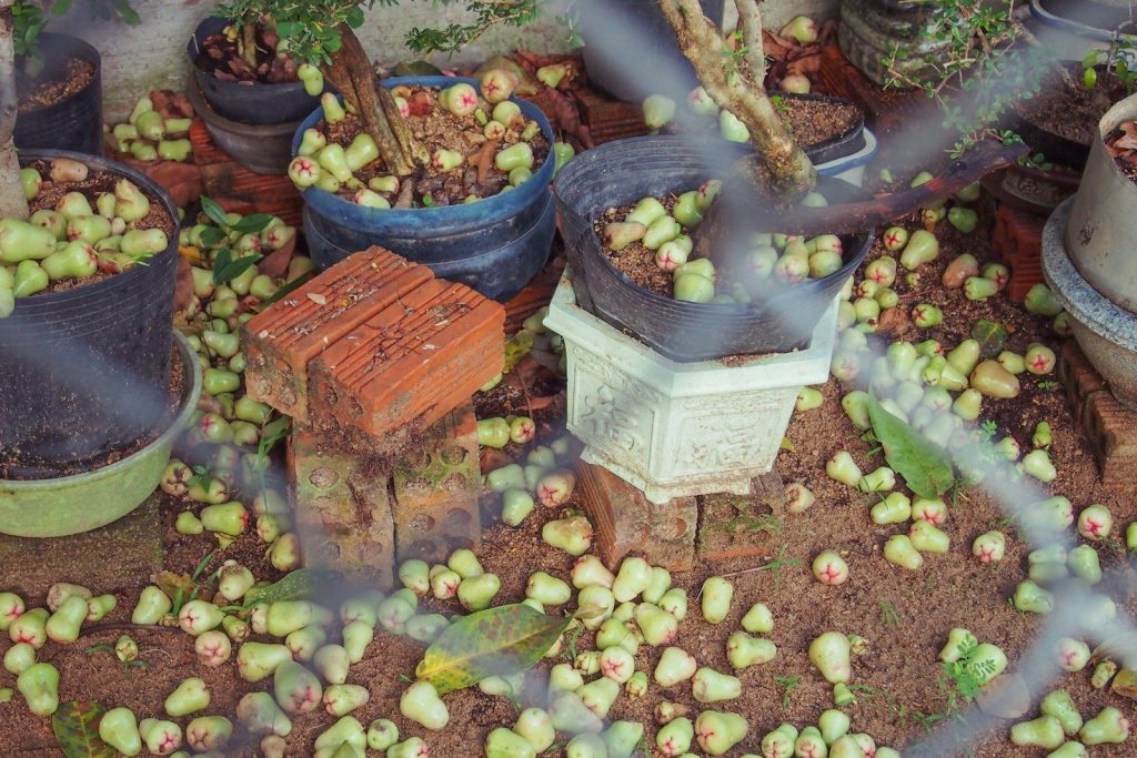 Fallen green fruits litter the ground around potted plants.