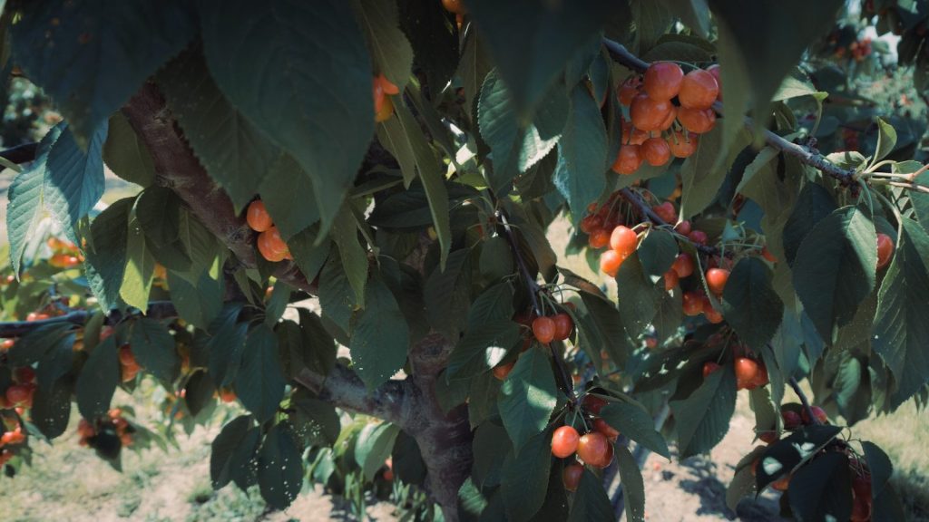 a tree filled with lots of ripe fruit