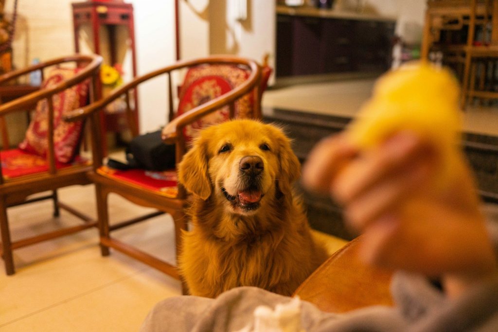 golden retriever lying on floor