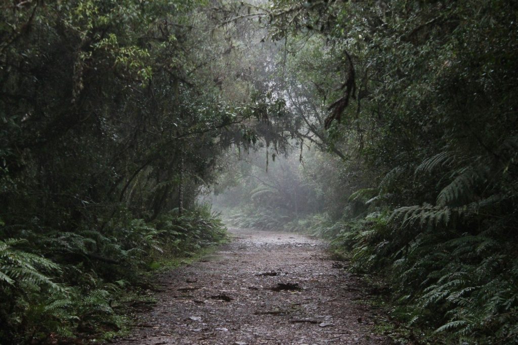 pathway between green trees during daytime