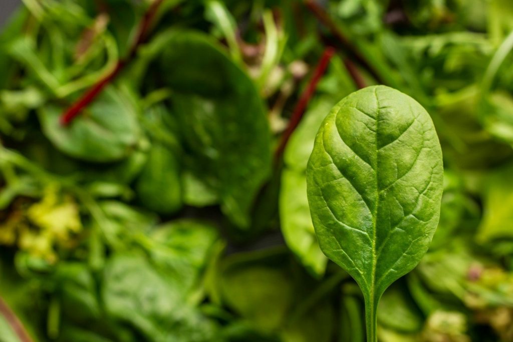 green leaves in macro lens