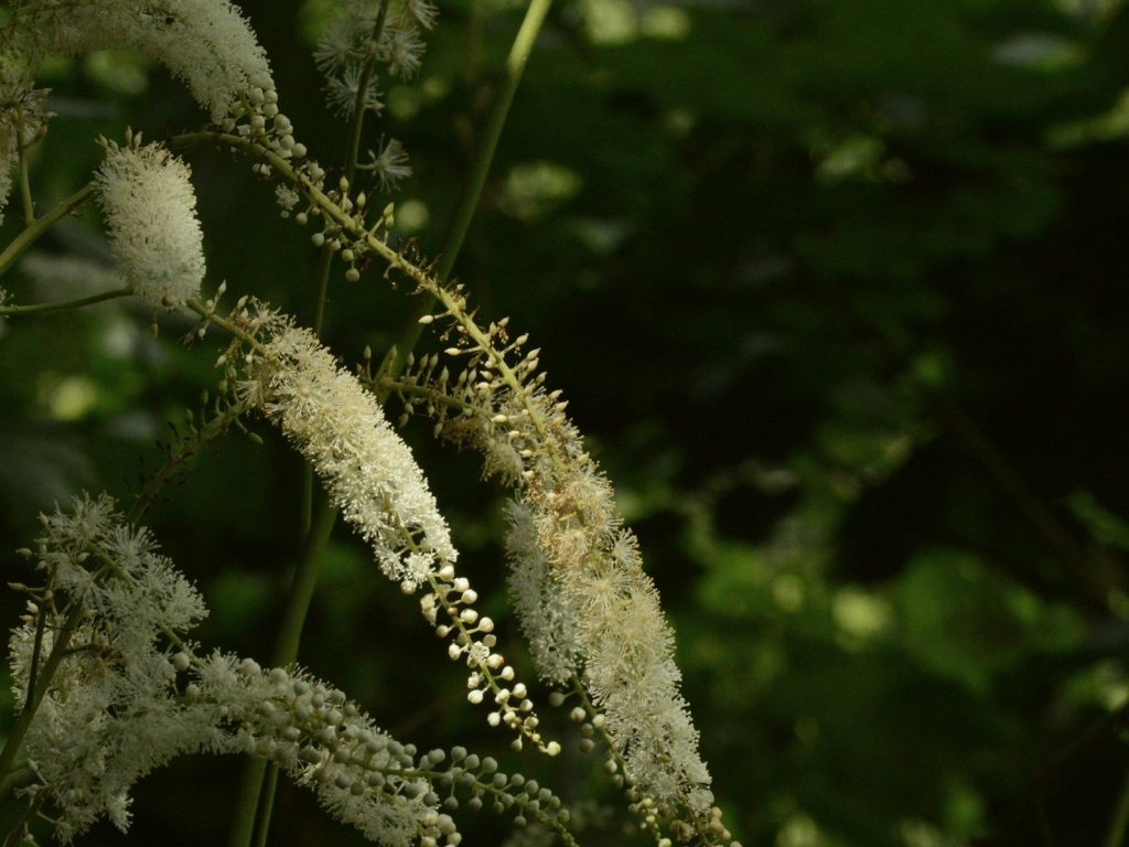 Fluffy white flowers bloom in a lush green setting.