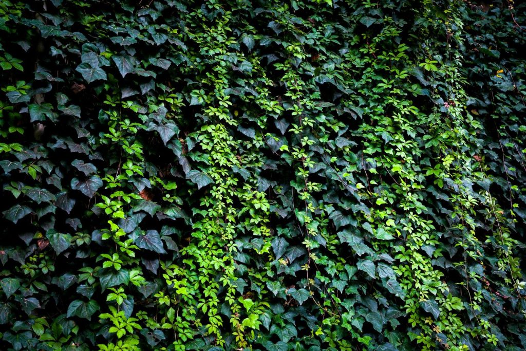a green wall covered in lots of leaves