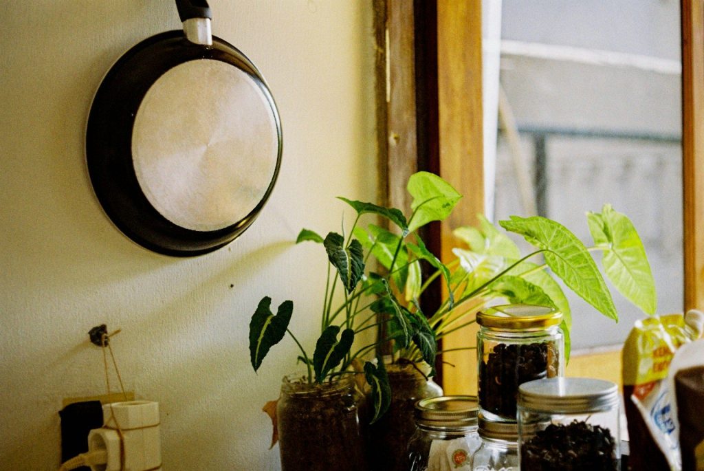 a potted plant sitting on top of a table next to a window