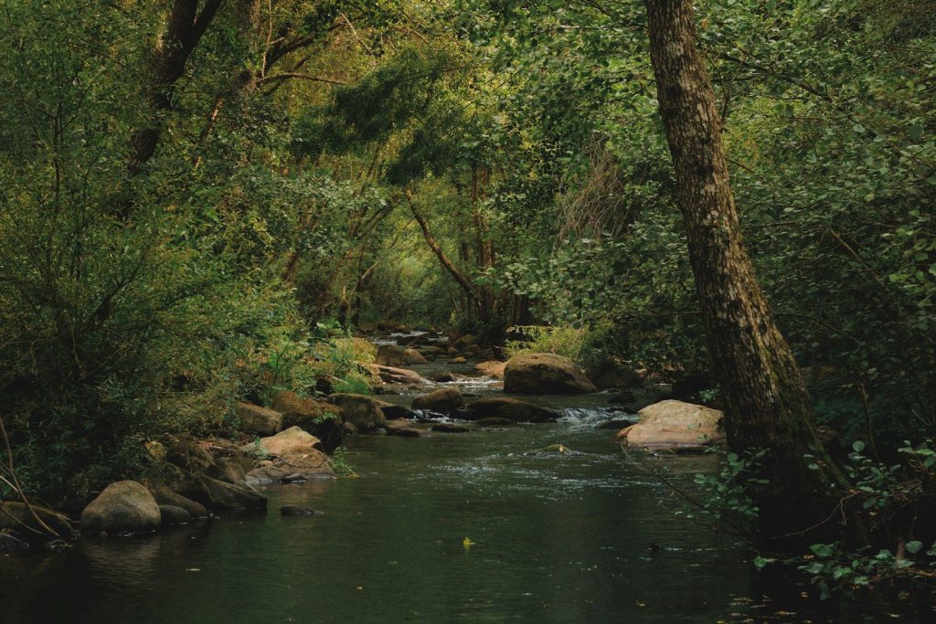 a stream running through a lush green forest