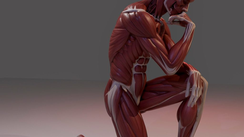 3D rendering of human musculature in a kneeling, pensive pose.