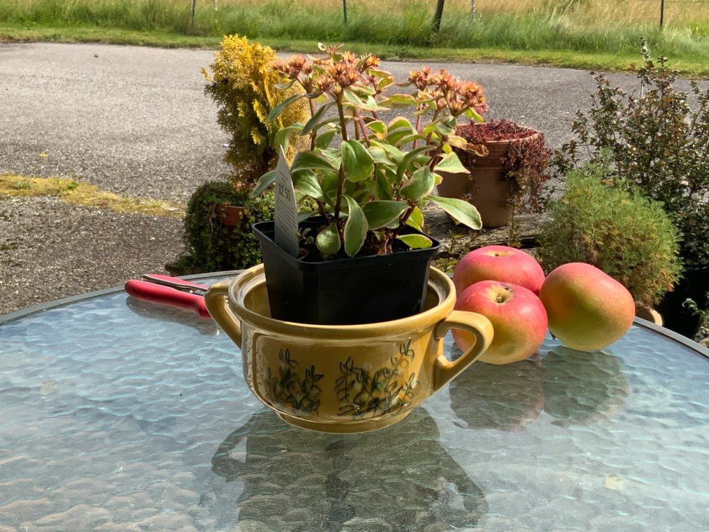 a potted plant sitting on top of a glass table